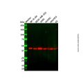 CYR61 Antibody