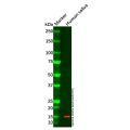 Cystatin S Mouse mAb
