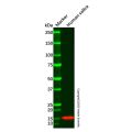 Cystatin SN/CST1 Mouse mAb