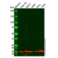 Cystatin-B Antibody