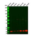 Cytochrome C Mouse mAb
