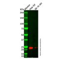 Cytoglobin Antibody