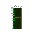 Recombinant Cytokeratin 10 Antibody