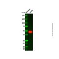 Recombinant Cytokeratin 15 Antibody