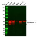 Cytokeratin 8 Antibody