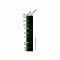 Recombinant Cytokeratin 9 Antibody