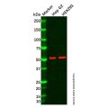 Dab1 Antibody