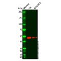 DAI Antibody