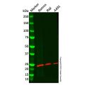 DAPP1 Antibody