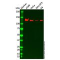 DBC-1 Mouse mAb