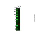 DCK Antibody