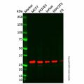 Recombinant DDAH2 Antibody