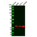 Recombinant DDIT3 Antibody