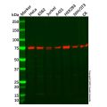 DDX3 Mouse mAb