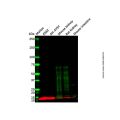 DEFA6 Antibody