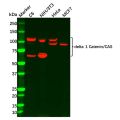 Recombinant delta 1 Catenin/CAS Antibody