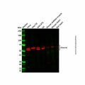 Desmin Antibody