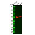 Dishevelled/Dvl1 Antibody