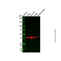 Recombinant DNA Polymerase beta Antibody