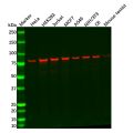 DNAJC2/ZRF1 Antibody
