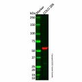 DNAJC3 Antibody