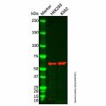 DNAJC7 Antibody