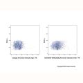 DR5/CD262 Armenian Hamster mAb