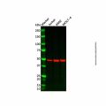 DRAK2 Antibody