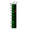 DTX3L Antibody