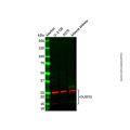 DUSP15 Antibody