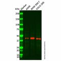 DUSP4 Antibody