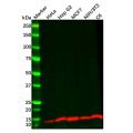Recombinant DYNLL1/PIN Antibody