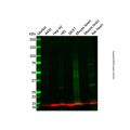 DYNLRB1 Antibody