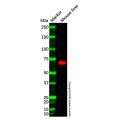 DYRK2 Antibody