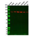 UBA1 Antibody