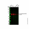 Recombinant E2F1 Antibody