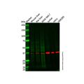 E3 ubiquitin-protein ligase MUL1 Antibody