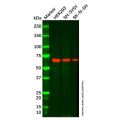 Recombinant EAAT1 Antibody