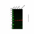 EDA Antibody