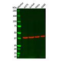 Recombinant EDG2/LPA-1 Antibody