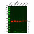 EDJ Antibody