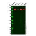 Recombinant EEA1 Antibody
