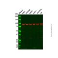 Recombinant EEF2/Elongation factor 2 Antibody