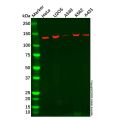 Recombinant Eg5 Antibody