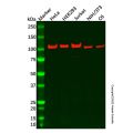 Recombinant eIF3B Antibody
