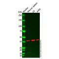 EIF3H Antibody