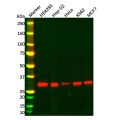 EIF4E2 Antibody