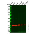 eIF-6 Antibody