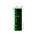 Recombinant ELMO1 Antibody