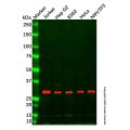 Endo G Antibody